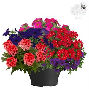 Afbeelding van TP26 Patio Mix 5